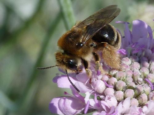 Eucera nigrifacies